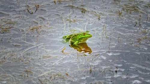 Green Frog - 2K