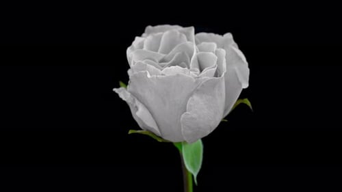 Rose Time lapse - 4K