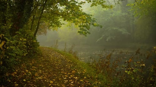 Abandoned Riverside Path Surrounded By Dense Trees Fading Into Misty Silence Filled with Thriller