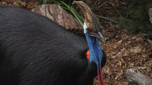 The southern cassowary, Casuarius casuarius, or double-wattled cassowary, is a large flightless blac