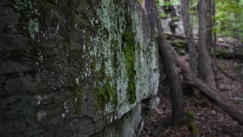 Mur de pierre au milieu de la forêt en arrière-plan sans personne