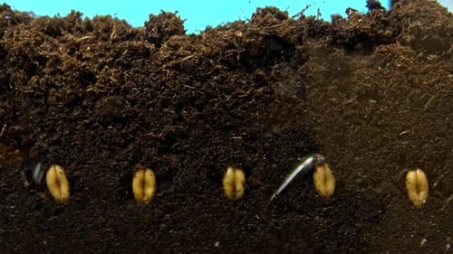 Grains of Wheat are Planted Under the Earth and Sprouting with White Roots and Green Stems