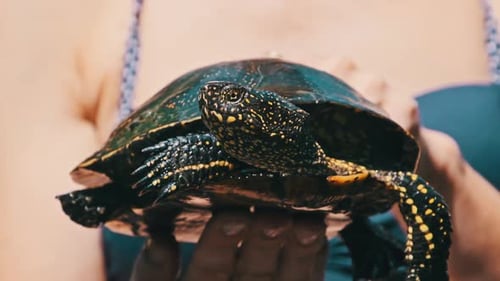 River Turtle in Female Hands CloseUp
