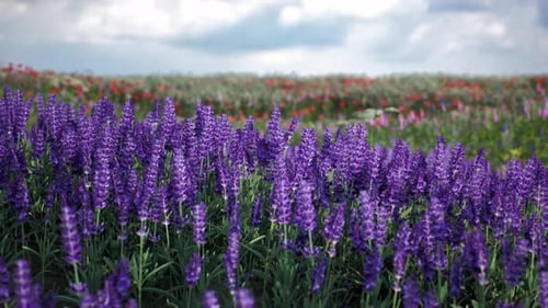 Vibrant Purple Flowers in a Vast Field Surrounded By Colorful Blossoms