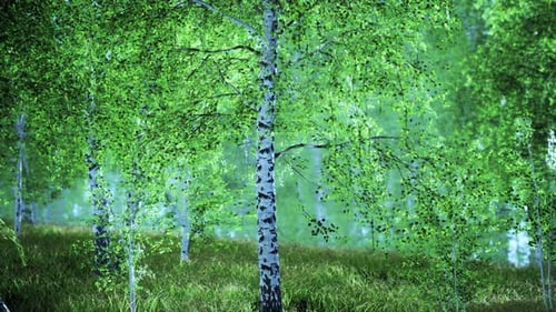 Birch Trees on the Green Grass