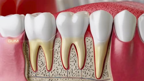 3D Human Tooth Anatomy Cross-Section with Dental Labels