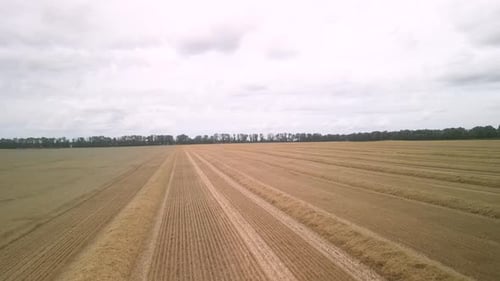 Wheat field aerial view in Ukraine
