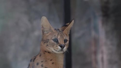 Un serval sauvage au zoo.