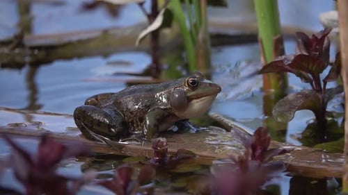 Frog on floating log in calm lake urinating