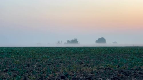 Static shot of morning mist over open field at sunrise. Trees in the fog. Magic autumn morning.