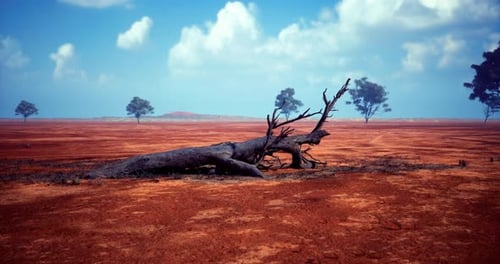 Desert Landscape Pan with Fallen Tree and Blue Sky