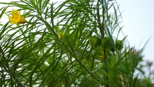 natural forest