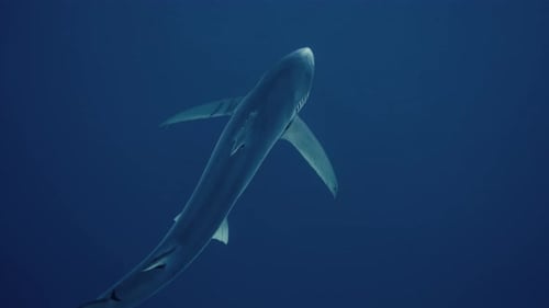 Solitary Shark Swimming in the Deep Blue Ocean