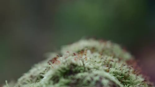 Tiny Plants and Moss Growing on Tree