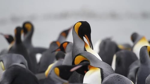 KIng penguins Colony