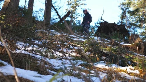 Male Tourist Walks Down on Slope of Pine Forest