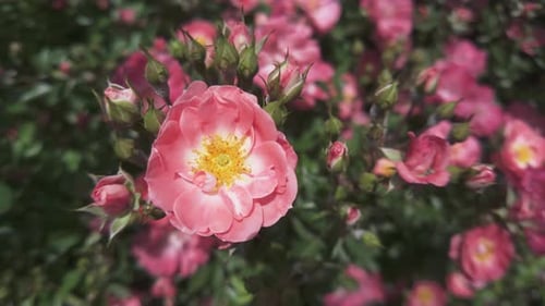 Delicate Pink Roses Blooming in Summer Sunlight