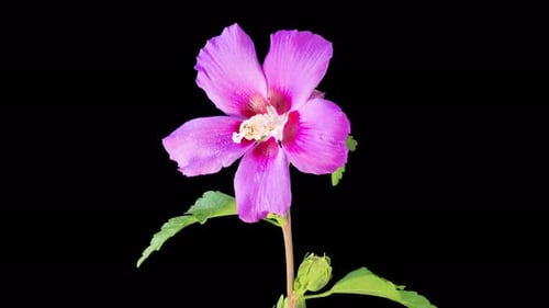 Pink Flower Blossom Time-Lapse on Black Background