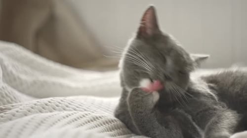 Gray Cat Grooming Itself Indoors on a Bed