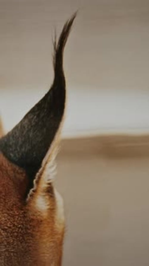 Intimer Blick auf Caracals