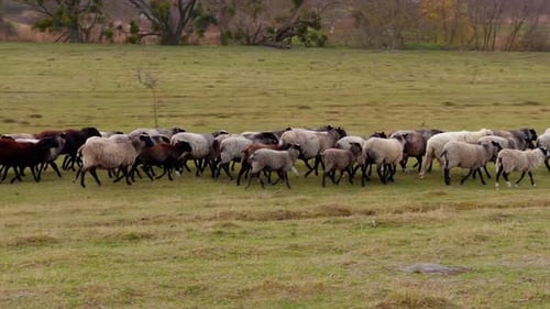 Countryside field with a flock of sheep walking by. Small cattle farming going to the pasture.