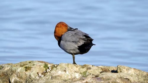 Common Pochard