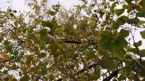Bottom view of green crown of tree on cloudy day. Clip. Crown with branches and green leaves of tree