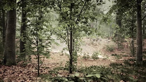 Forest Trees Nature Green Wood Sunlight View