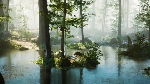 Panoramic View of the Majestic Evergreen Forest in a Morning Fog
