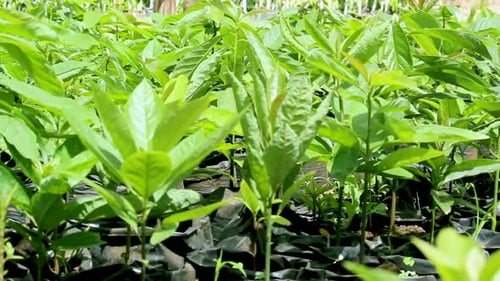 Plántula de aguacate: agricultura inteligente ecológica, bioorgánica y de bajo consumo de residuos: una plántula de mango en el huerto de una casa,