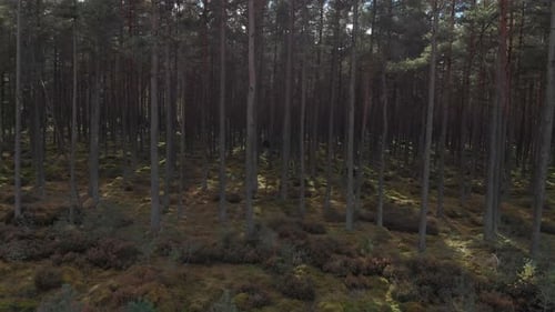 Aerial view of pine forest. Flying slow from right to left with sun shining through the trees.