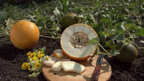 Melon harvest. Still life.