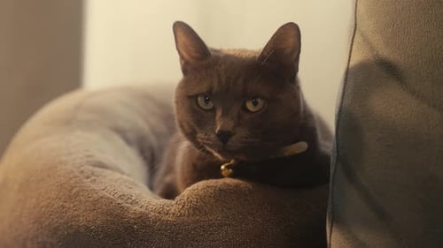 Gray Cat Resting Comfortably in Pet Bed Indoors