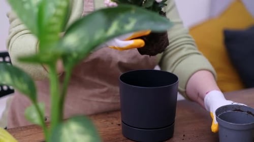 Love of Plants By Starting a Home Garden you Can Nurture Them with Care and Watch Them Thrive