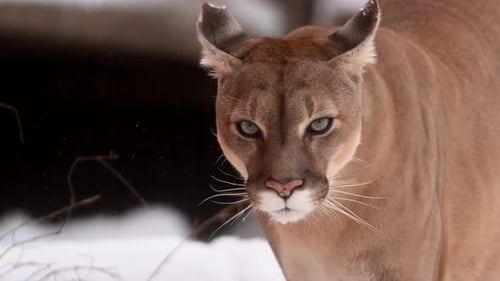 Canadian Cougar Hunts in Snowy Forest During Winter Morning