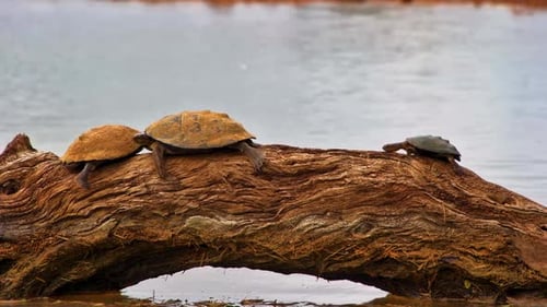 Three turtles resting on an arched wooden log over water in a river