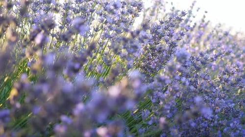 Close Up of Aromatic Purple Flowers Illuminated Bright Sunlight Picturesque View to Blooming