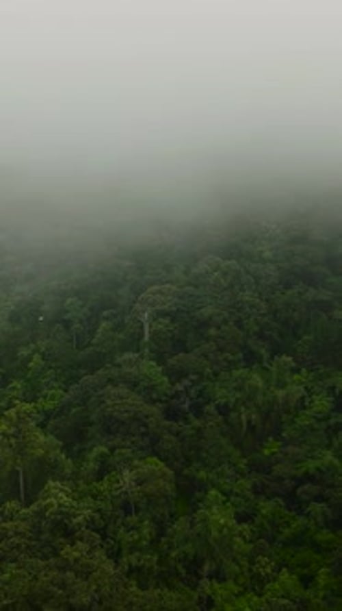 Tropical Forest in Mountain Province in the Philippines