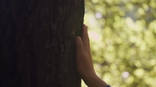 Touching a Tree on Sunny Day in the Park Close Up Macro Woman in the Forest Friendly Hugs a Tree