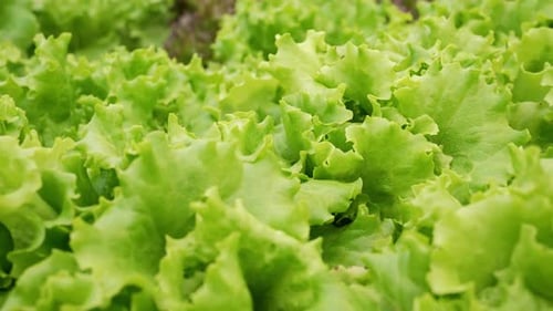 Bright Green Lettuce Growing in a Rural Field