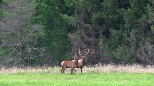 Two bull elk grazing in a grassy meadow in the early evening with the evergreens and mountains in th