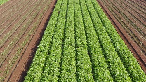 Aerial View of Lush Green Agricultural Field