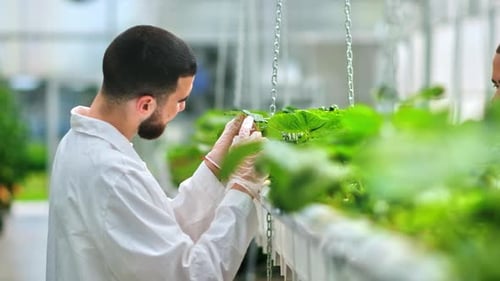 Researcher Examining Plants in Modern Greenhouse
