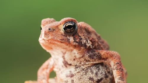 Close-up shot of an American Toad