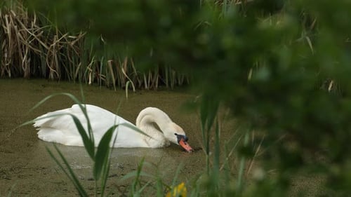 Der weiße Schwan, der im Teichwasser frisst, ist mit einer dicken Schicht grüner Reihe bedeckt