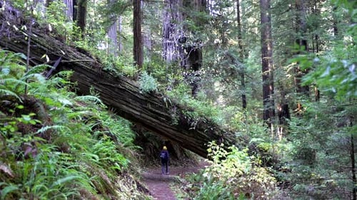 Woman hiking in the Pacific Northwest Redwood Forest