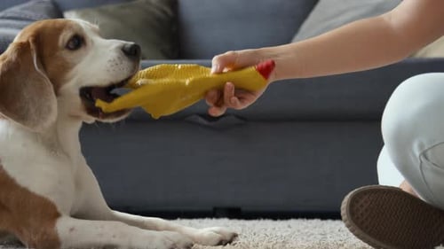 Beagle Dog Playing With Yellow Screaming Chicken Toy Indoors
