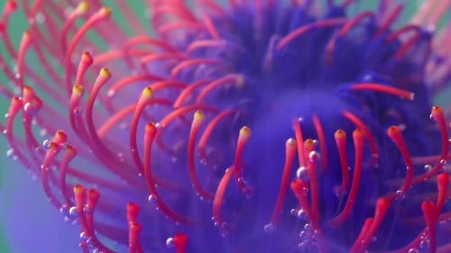 Vibrant Red and Purple Flower Floating with Bubbles