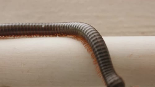 Makro-Seitenansicht eines schwarzen Tausendfüßlers mit glänzendem segmentiertem Körper, der auf einer weißen Oberfläche gegen eine ebene Fläche kriecht