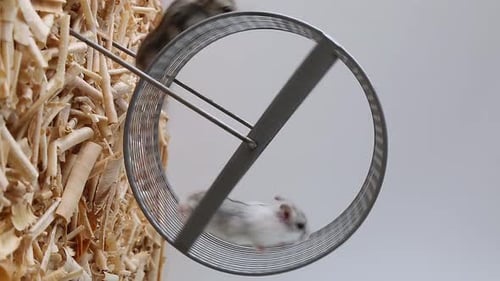 Hamster Running on Wheel in Home Environment